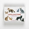 Game Cats & Kittens Memory