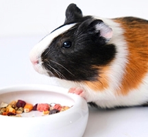 Health & Supplements