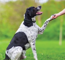 Training & Behaviour